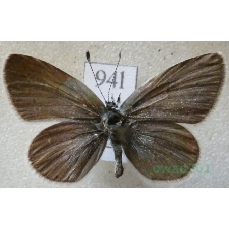 Cupido minimus (Fuessly, 1775) Modraszek malczyk Czech94l